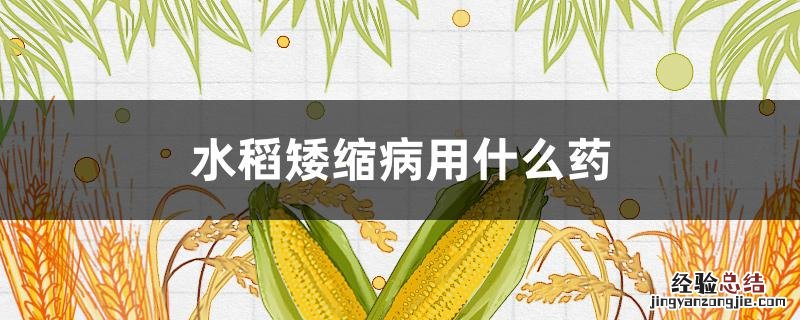 水稻矮缩病用什么药 水稻矮缩病用什么药最好治