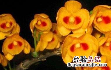 束花石斛的功效与作用图片 束花石斛的功效与作用