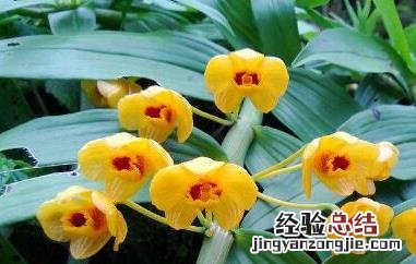 束花石斛的功效与作用图片 束花石斛的功效与作用