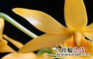 长苏石斛的药用价值 流苏石斛的药用价值
