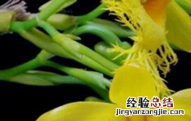 长苏石斛的药用价值 流苏石斛的药用价值
