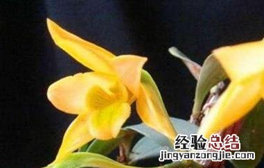 翅梗石斛的种植方法 翅梗石斛兰