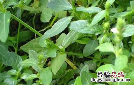 中药爵床的功效与作用 爵床的功效与作用