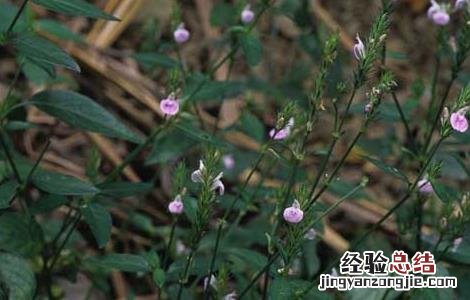 中药爵床的功效与作用 爵床的功效与作用