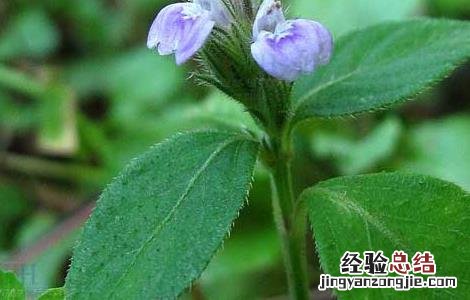中药爵床的功效与作用 爵床的功效与作用