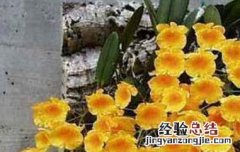 聚石斛的种植方法 石斛怎么种植