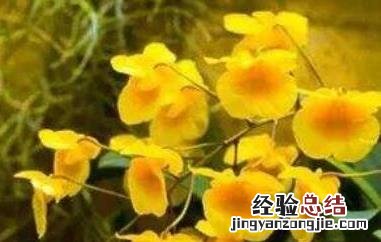 聚石斛的功效与作用是什么 聚石斛的功效与作用