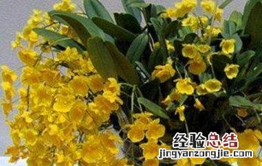 聚石斛的功效与作用是什么 聚石斛的功效与作用