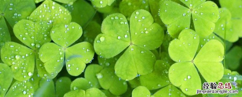 三叶草有四片叶子吗 三叶草有四叶的吗