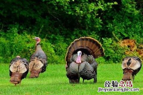 火鸡养殖前景如何,附前景分析 火鸡养殖效益