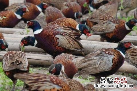 七彩山鸡养殖基地 七彩山鸡养殖前景，附养殖方法