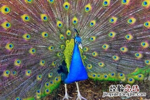 养50只孔雀一年能赚多少，附养殖注意事项