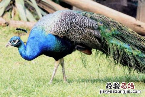 养50只孔雀一年能赚多少，附养殖注意事项