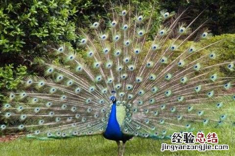 养50只孔雀一年能赚多少，附养殖注意事项
