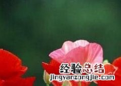 虞美人花的种植方法 虞美人花怎么种植方法