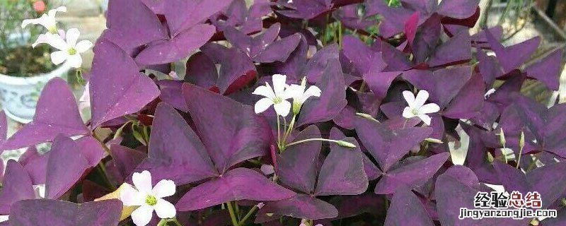 紫蝴蝶三叶草怎样移栽 三叶草紫蝴蝶花怎么养