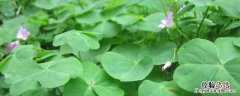 三叶草牧草营养特点 三叶草的饲用价值