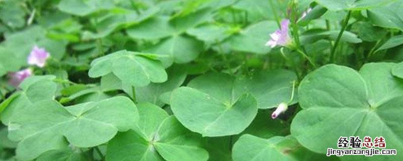三叶草牧草营养特点 三叶草的饲用价值