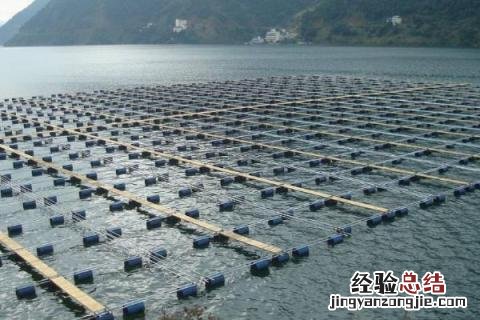 网箱养鱼的优势 网箱养鱼的优缺点