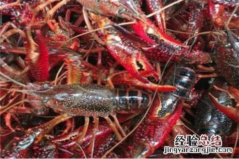 龙虾一亩田有多少利润，附龙虾养殖失败原因