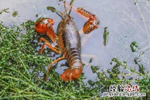 龙虾一亩田有多少利润，附龙虾养殖失败原因