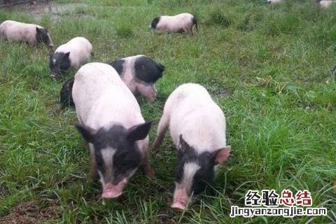 香猪养殖前景和利润,附养殖注意事项