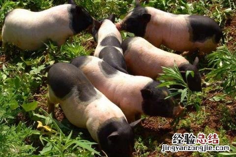 香猪养殖前景和利润,附养殖注意事项