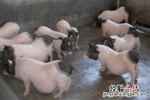 香猪养殖前景和利润,附养殖注意事项