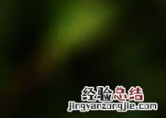 八宝景天怎么种植间距 八宝景天怎么种