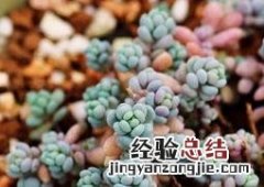 姬星美人怎么养肥 姬星美人怎么养