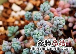 姬星美人怎么养肥 姬星美人怎么养