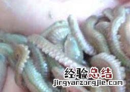 沙蚕能吃吗 沙蚕吃什么?