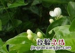 麝香是什么味道 麝香茉莉图片和介绍