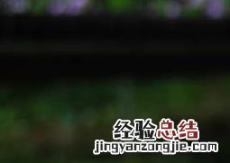 一叶兰怎么养 一叶兰怎么养才能更旺盛
