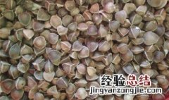 天天吃辣木籽有什么好处 天天吃辣木籽的功效