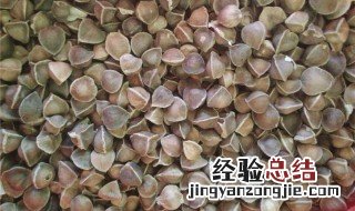 天天吃辣木籽有什么好处 天天吃辣木籽的功效