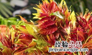 香椿芽炒鸡蛋怎么做 怎么做香椿芽炒鸡蛋