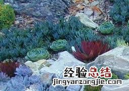 怎么养活肉肉植物 肉肉植物如何养