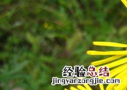 旋覆花的功效与作用及禁忌的功效与作用 旋复花的功效与作用