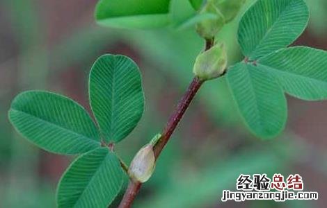 鸡眼草的功效与作用对糖尿病人有效么 鸡眼草的功效与作用