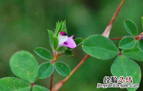 鸡眼草的功效与作用对糖尿病人有效么 鸡眼草的功效与作用