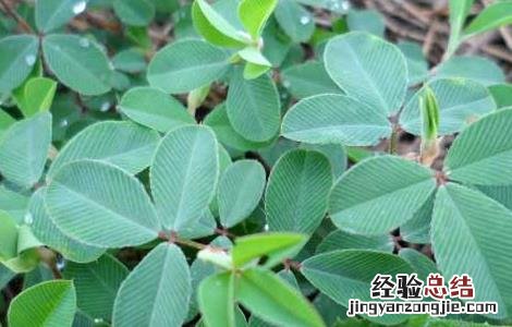 鸡眼草的功效与作用对糖尿病人有效么 鸡眼草的功效与作用