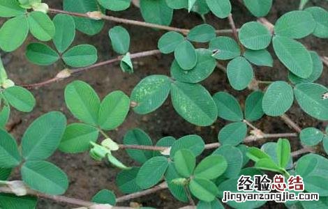 鸡眼草的功效与作用对糖尿病人有效么 鸡眼草的功效与作用