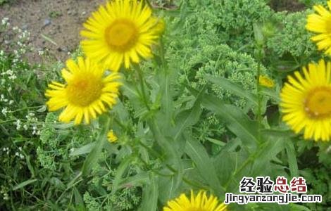 金沸草的功效与作用 金沸草的功效与作用图片