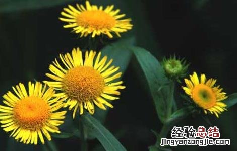 金沸草的功效与作用 金沸草的功效与作用图片