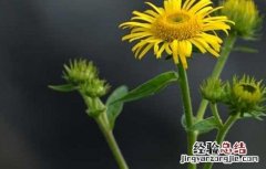 金沸草的功效与作用 金沸草的功效与作用图片