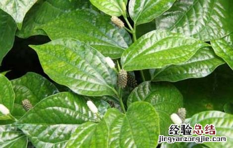 假蒟的功效与作用及禁忌 假蒟的功效与作用