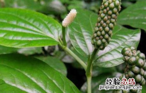 假蒟的功效与作用及禁忌 假蒟的功效与作用