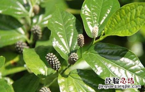 假蒟的功效与作用及禁忌 假蒟的功效与作用