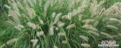 狼尾草什么季节开花 狼尾草什么时候开花